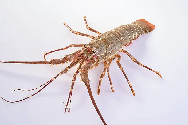 Green Spiny Lobster