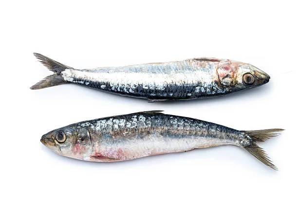 Sardine